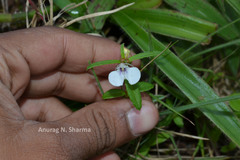 Impatiens inconspicua